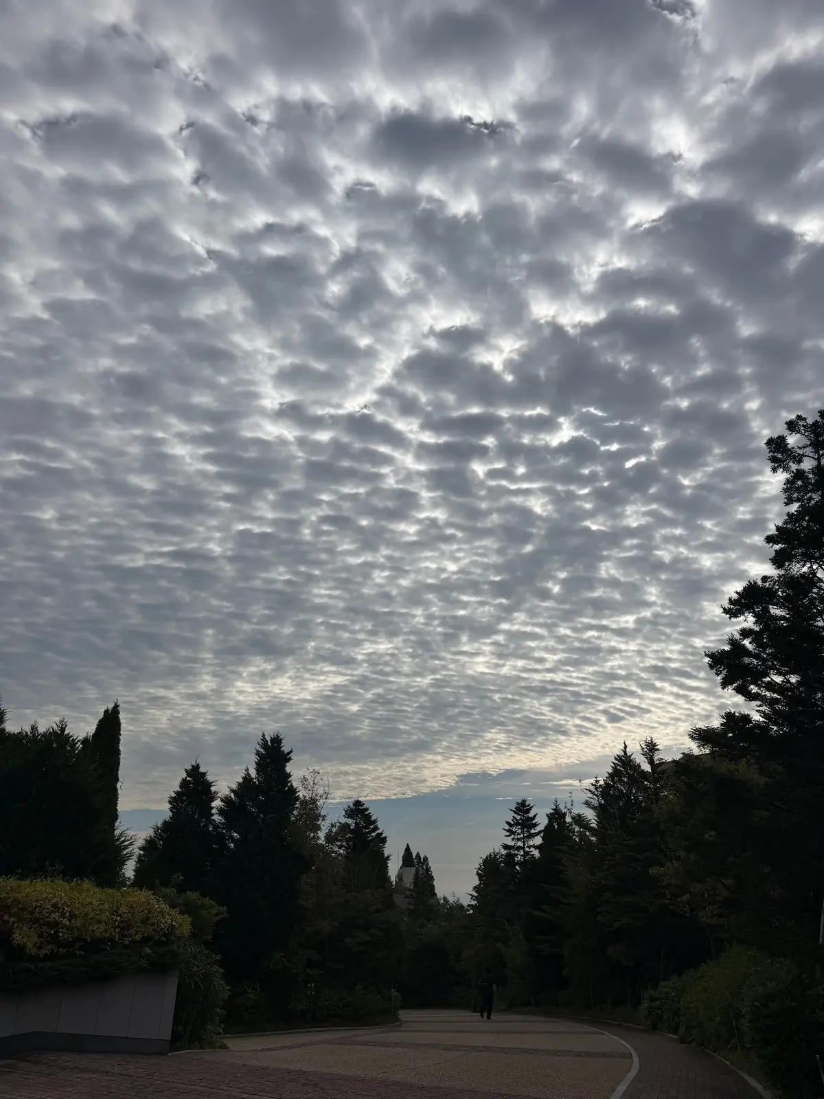 木々の並木道が続く公園の風景。空には細かい模様の雲が広がり、夕暮れ時の光が差し込んでいる。遠くには建物の屋根が見える。