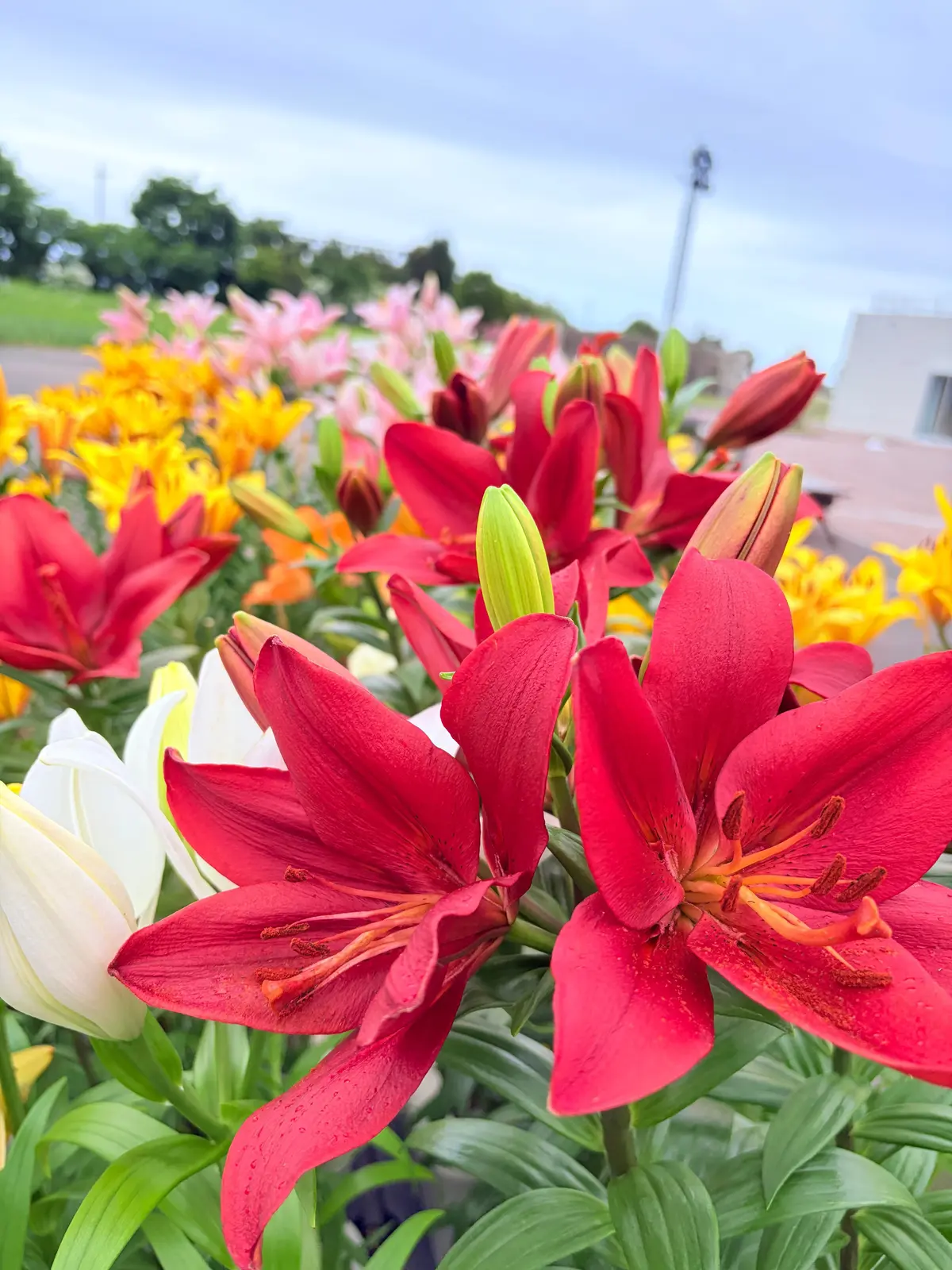 赤・白・黄色のリリウムが緑の葉に囲まれ、鮮やかな花が密集して咲いている