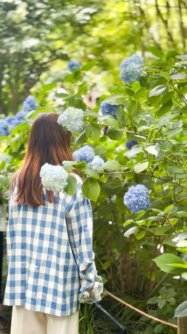 長髪の女性が青いチェック柄の服を着て、青いヒメツツジの木に水をまいている