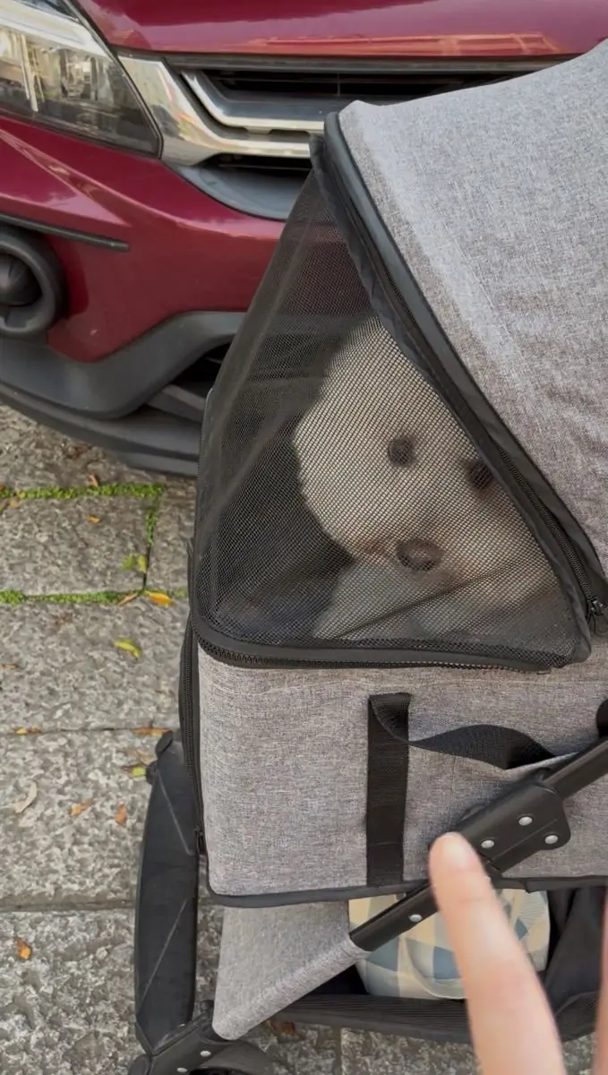 ペットキャリアがベビーカーに設置され、中に犬が収まっている。
