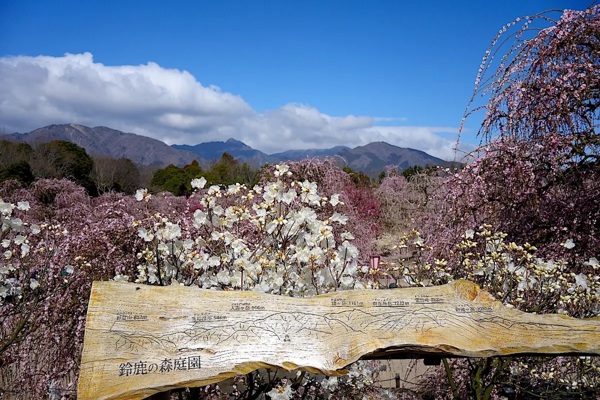 鈴鹿の森庭園の見晴らし台