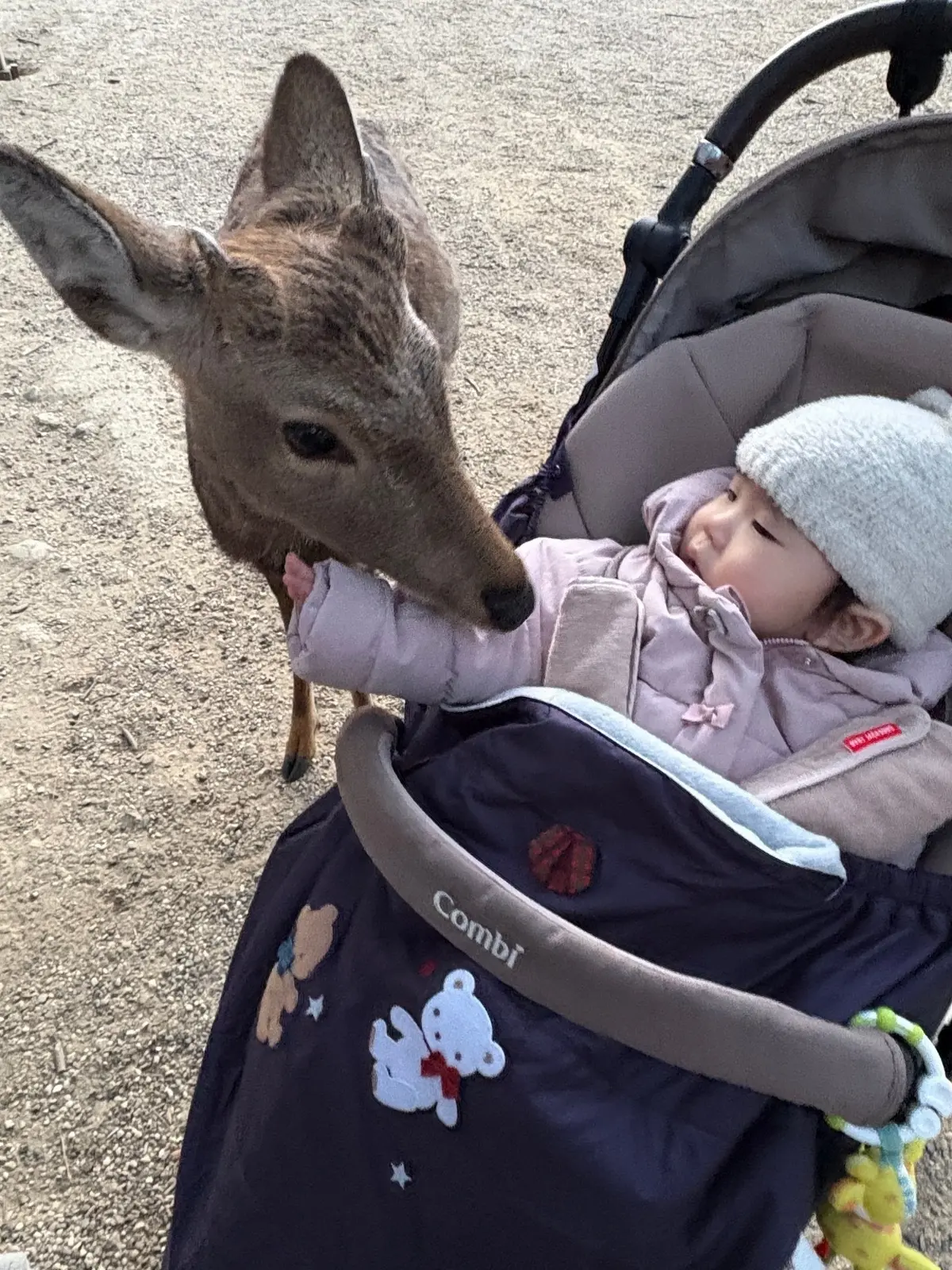 若草山焼き。冬の奈良に灯る、特別な夜の画像_7
