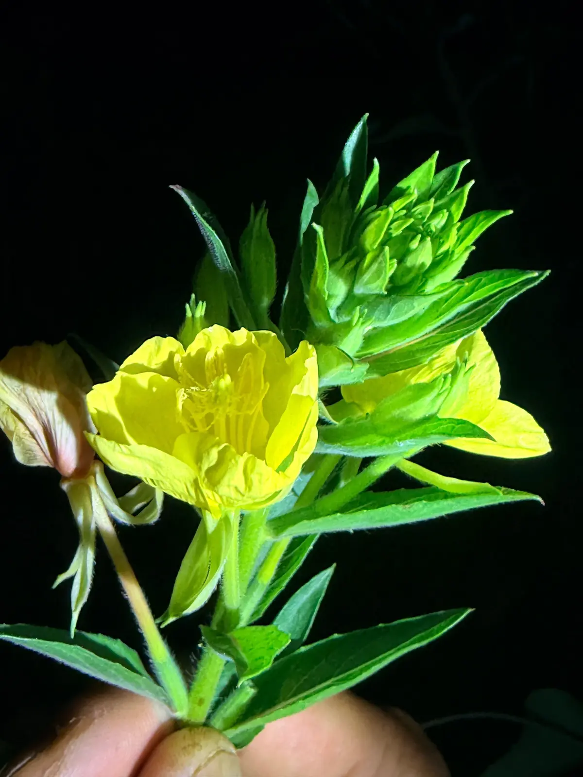 夜に咲く黄色の花が、緑の葉に囲まれて浮かび上がっている。手で支えられ、花の一部が開花し、もう一部はつぼみの状態。暗い背景に鮮やかなコントラストが映える。
