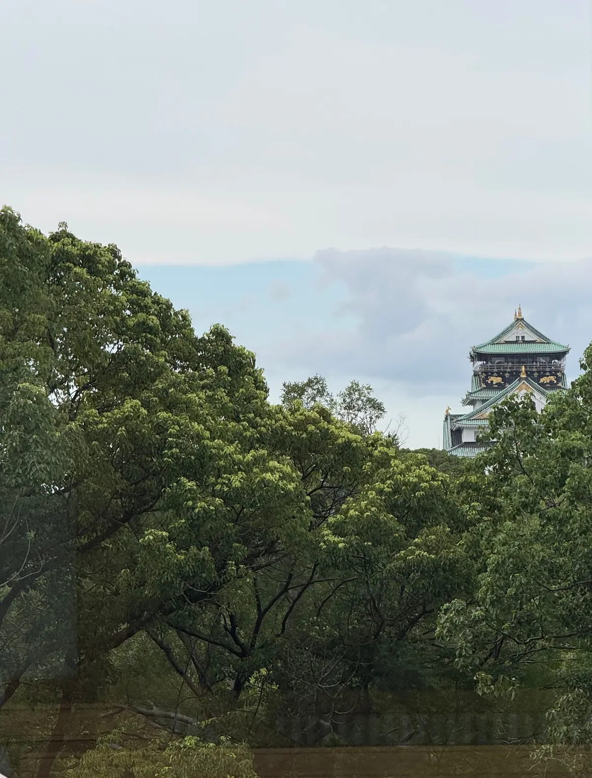 緑豊かな木々の間から見える、大阪城天守閣。グレーの空の下、緑と茶色の城郭が鮮やかに映える。