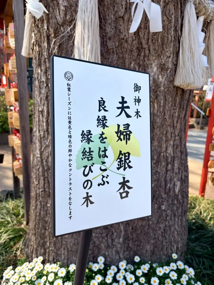 川越八幡宮夫婦銀杏