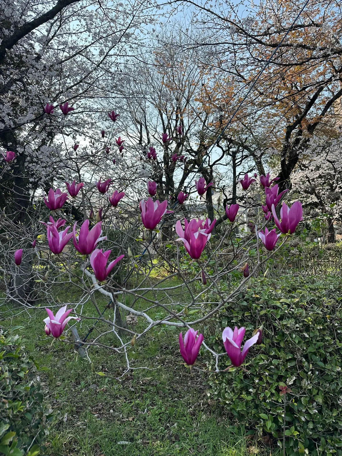 お花見　桜　九段下　千鳥ヶ淵　桜　2026　千代田のさくらまつり