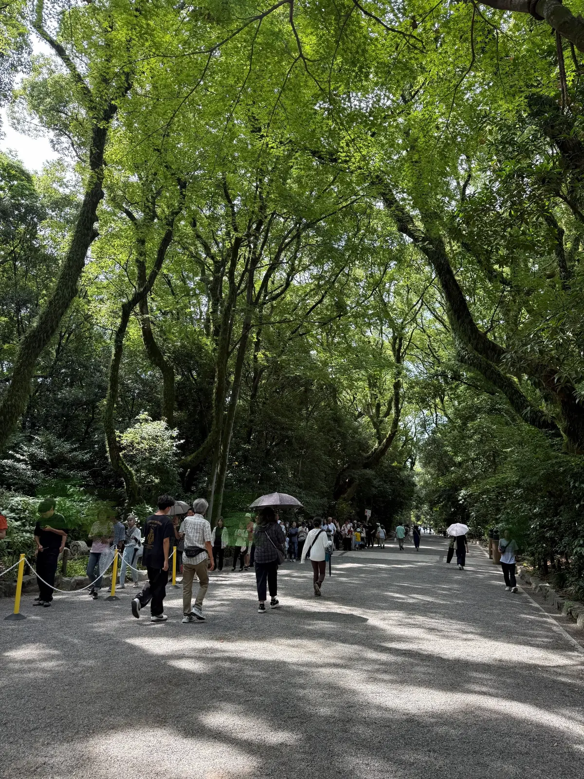緑豊かな木々が両側に並ぶ道。多くの人が歩いている。アスファルトの道は日陰で薄暗く、遠くには人影が見える。