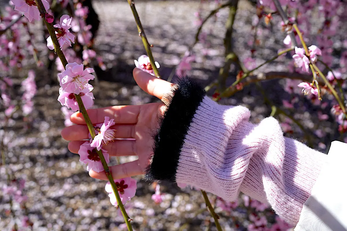 トレンチコートで春を先取り！枝垂れ梅の名の画像_10