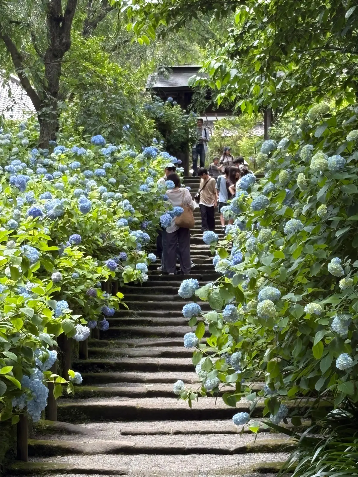 石段を登る人々、青いアジサイが咲く庭園