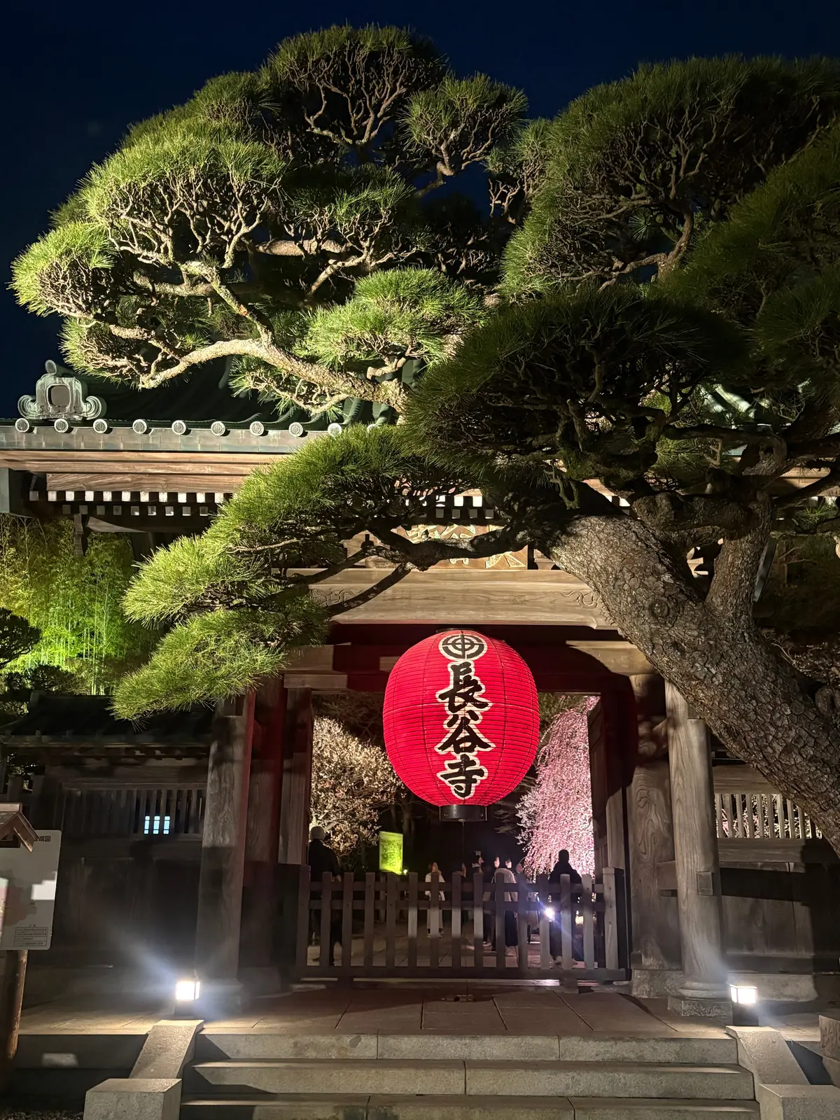 鎌倉　長谷寺の梅のライトアップの画像_1