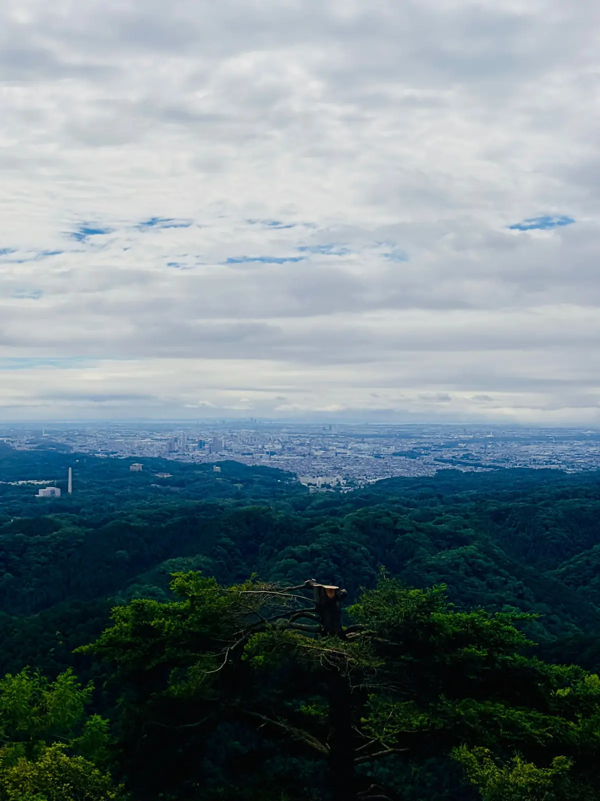 丘の木々から見た都市の広大な景色、緑豊かな森と遠くの高層ビルが広がる