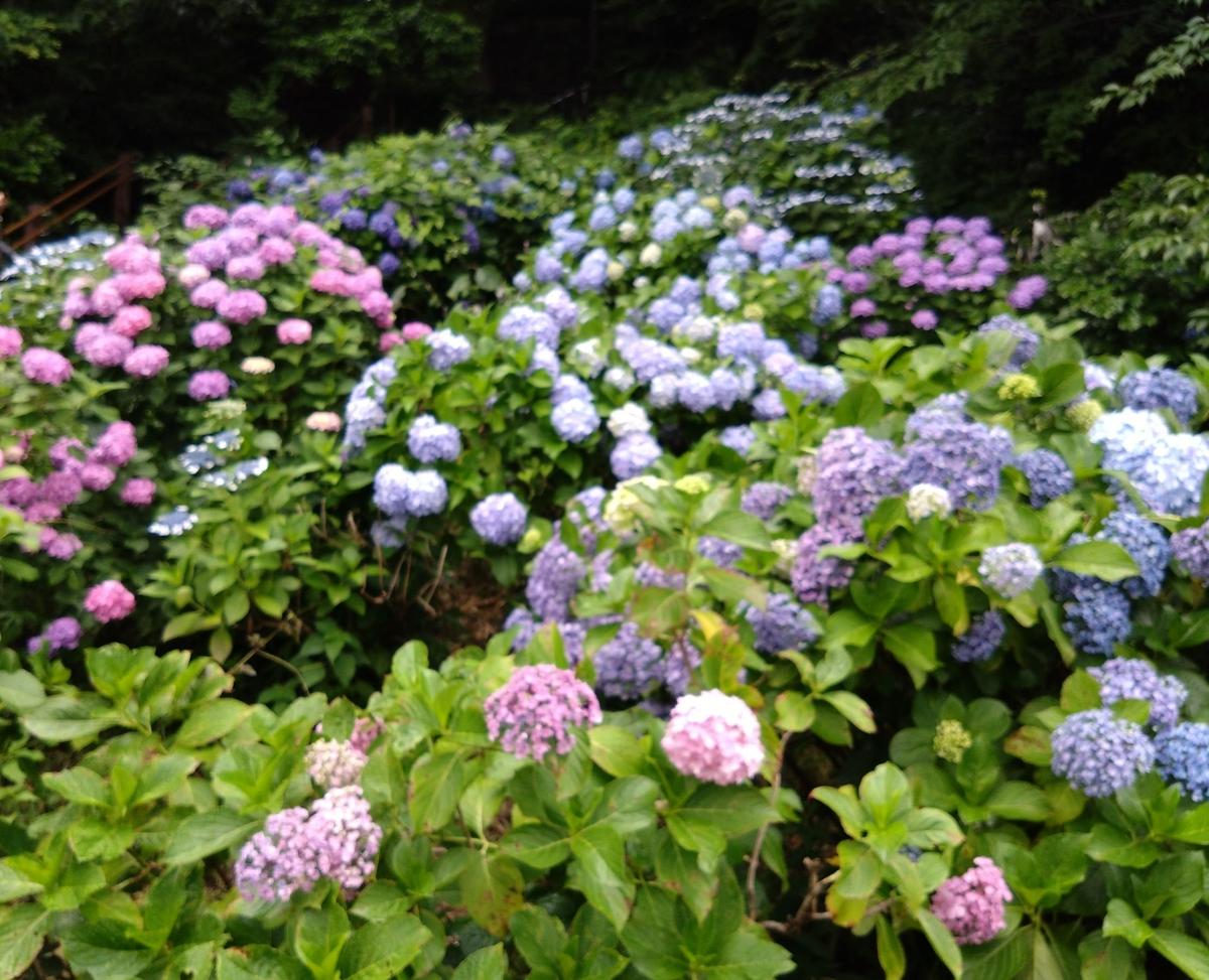 紫陽花