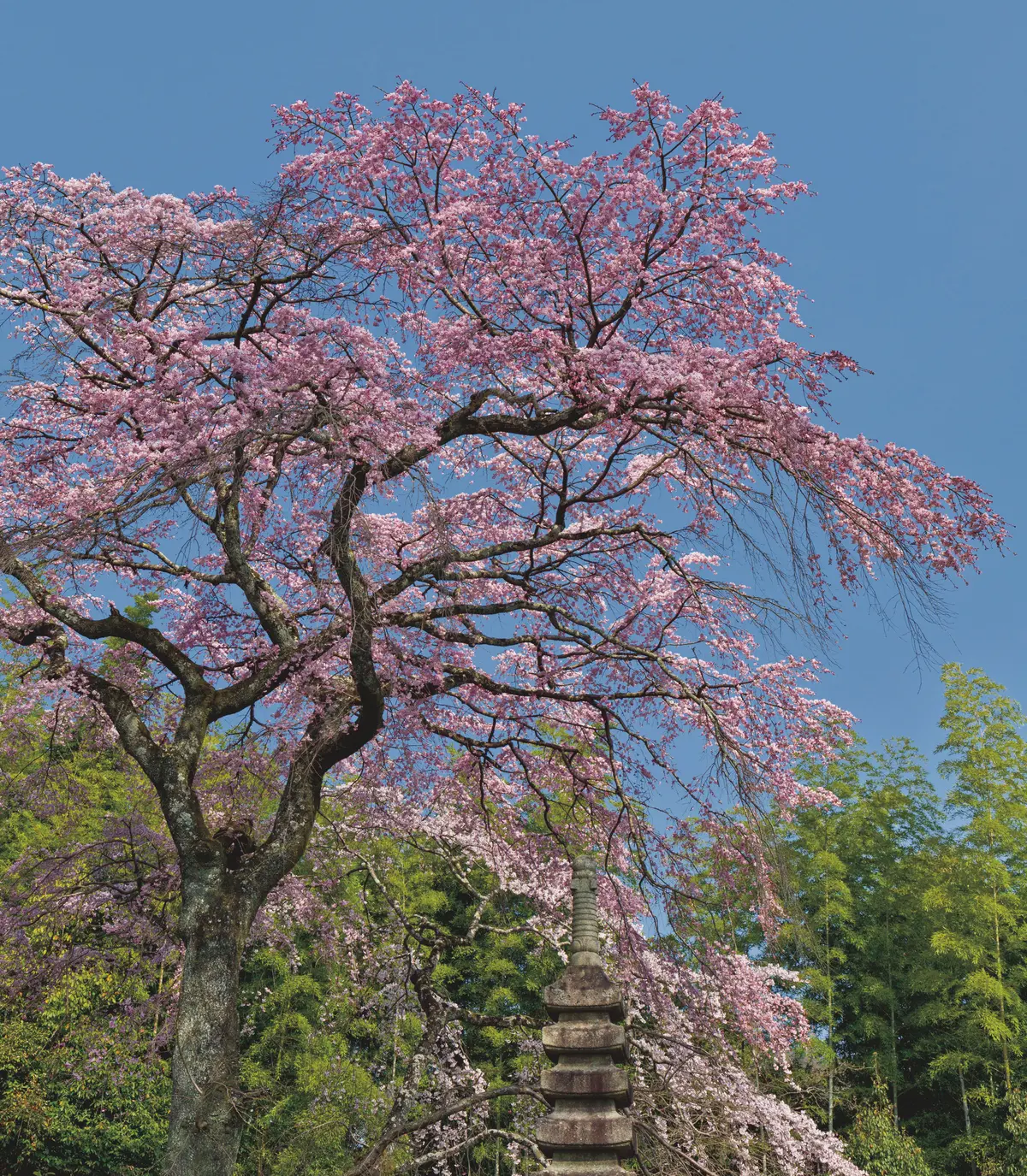 植藤造園　玄関のわきにたたずむ枝垂れ桜。見ごろは3月下旬〜4月上旬。 京都府京都市右京区嵯峨山越中町