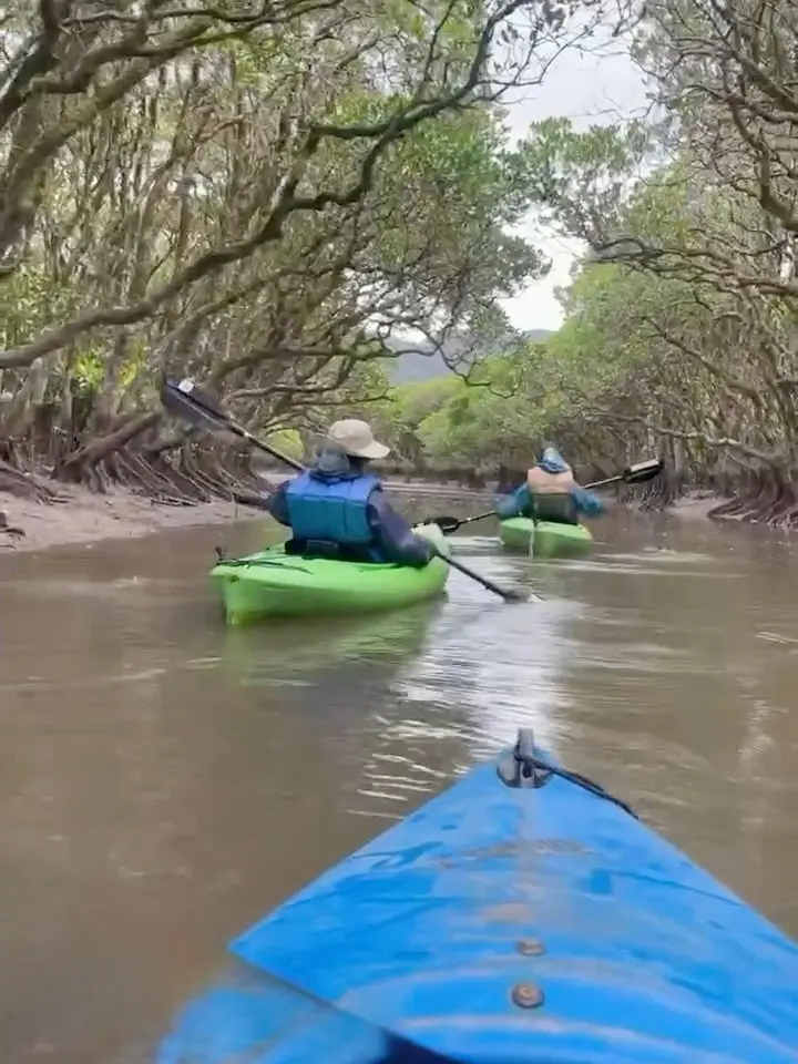 奄美大島の自然を満喫する旅①｜マングローの画像_1