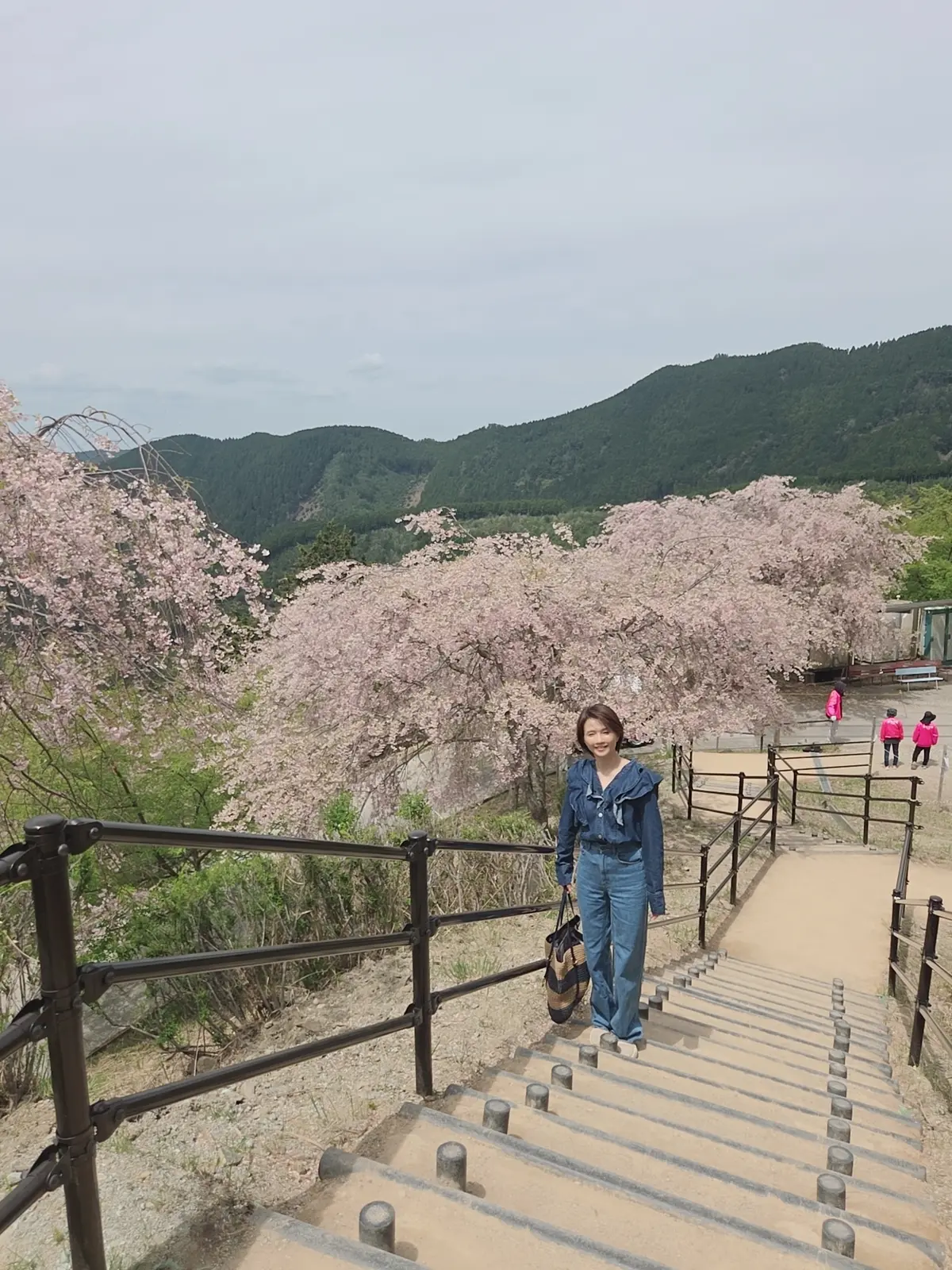 千本のしだれ桜にギリギリ間に合った！の画像_3