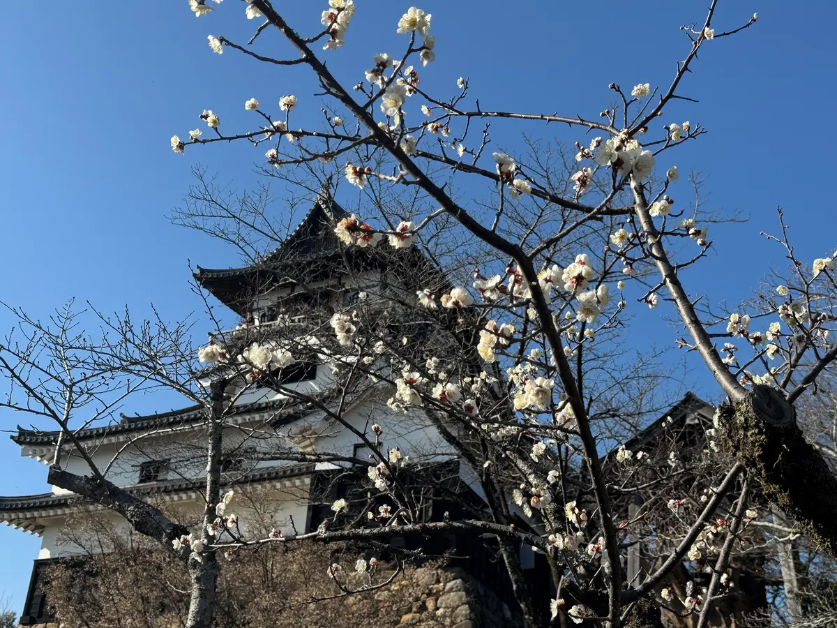 武将のふるさと愛知！国宝 犬山城に行っての画像_5