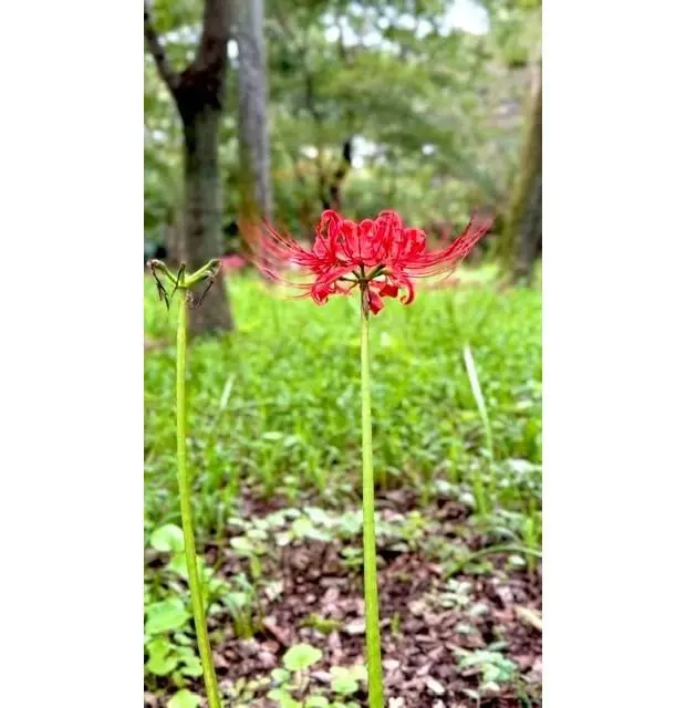 赤く鮮やかな花が一本の茎に咲き、背景には緑の草地と木々が茂る風景。