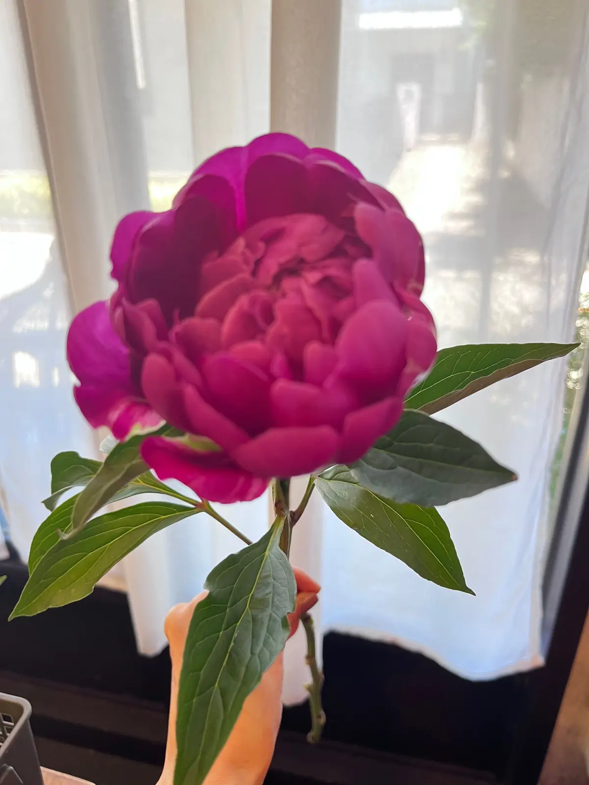 鮮やかなピンク色の花が緑の葉に囲まれ、窓際で明るい日差しを受けている