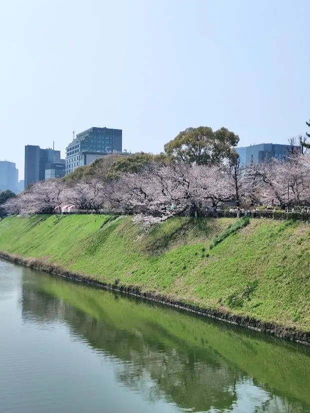 春の暖かさを感じて、皇居乾通り一般公開での画像_7