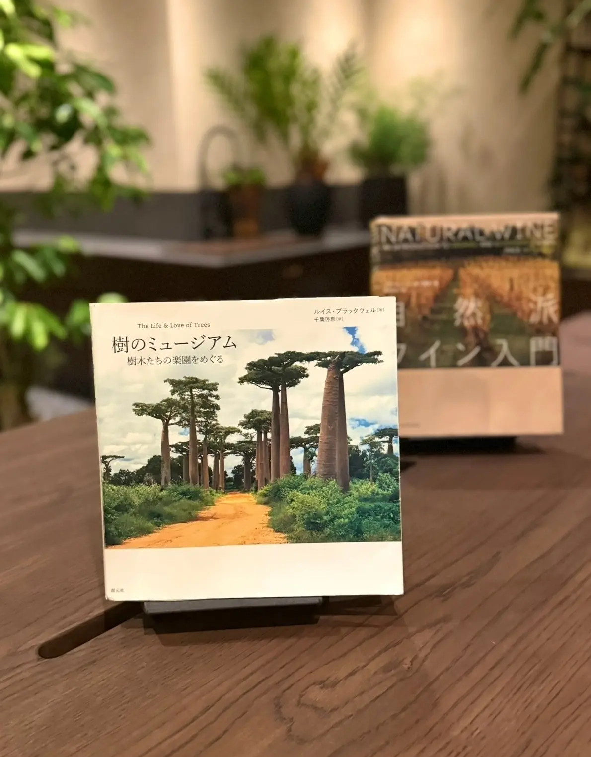 NEWoMan高輪28階の空中庭園は美しの画像_14