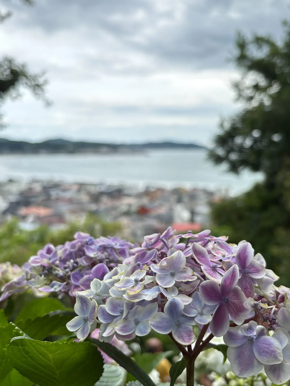 紫と白のヒドコシスが密集して咲き、緑の葉に囲まれた花壇。背景には海と街並みが見える。