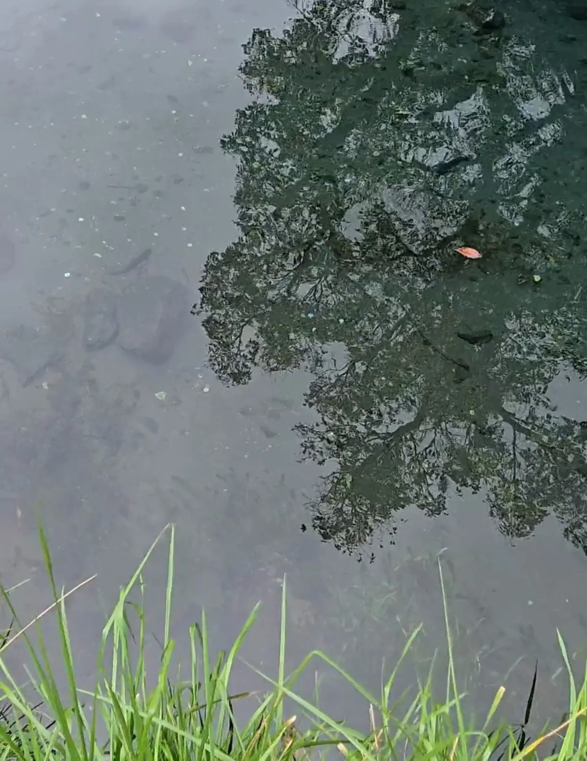 水面が静まり、緑の草が生い茂る水辺。水面には木の葉が散り、その影が映っている。全体的に落ち着いた色合い。