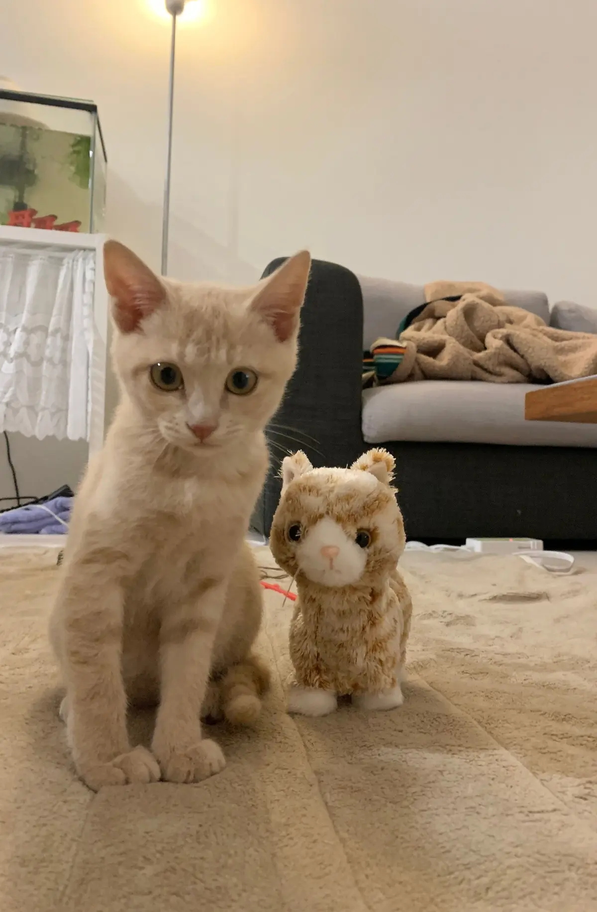 保護猫