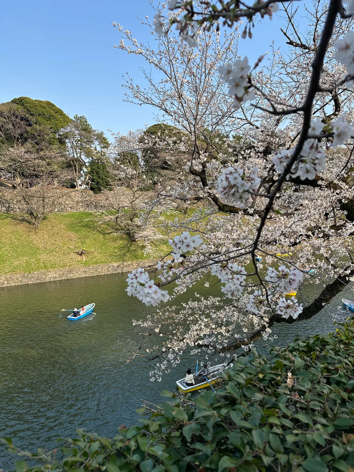 お花見　桜　九段下　千鳥ヶ淵　桜　2026　千代田のさくらまつり