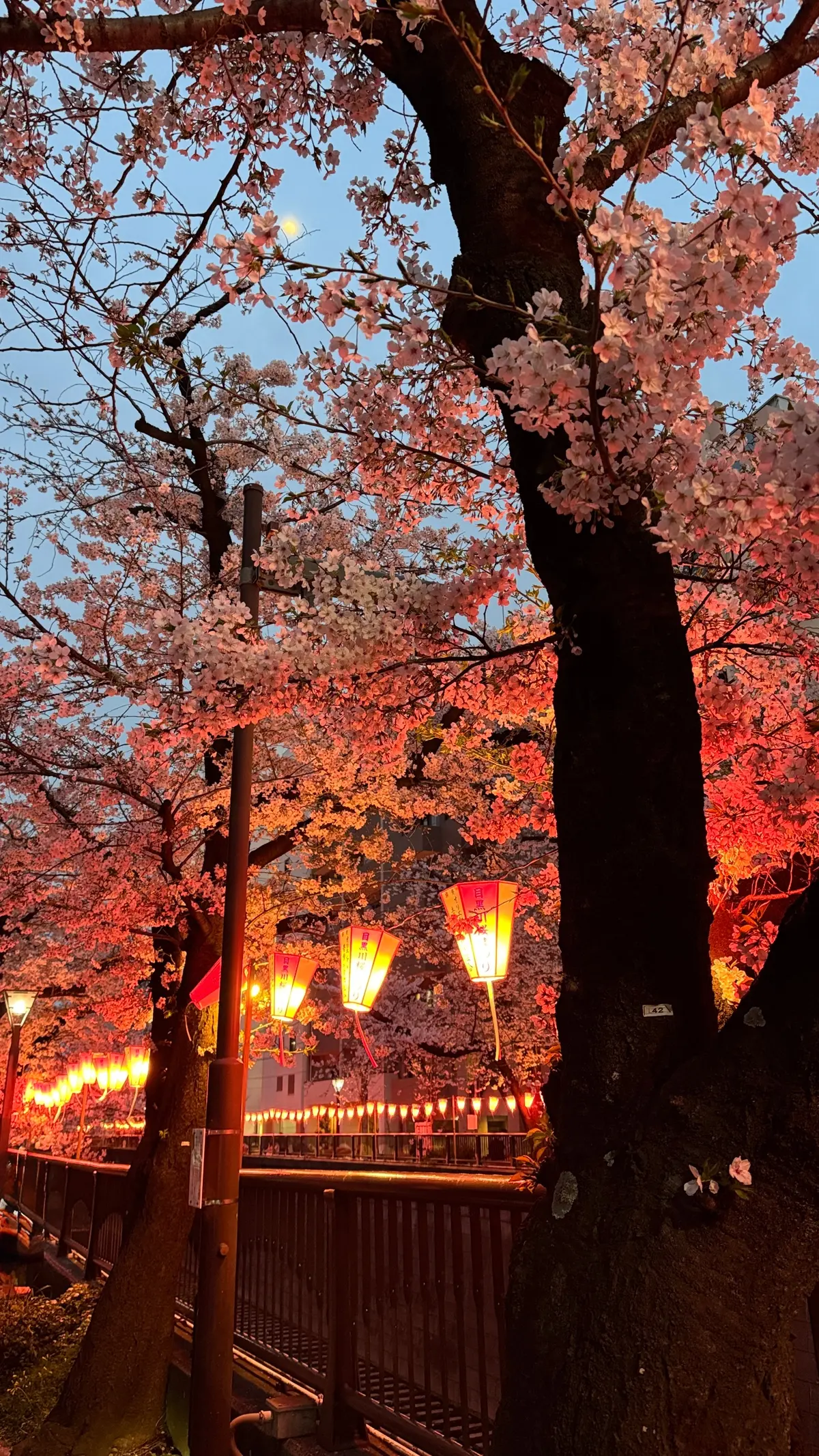【目黒川の桜】やっぱり行きたくなる、春のの画像_4