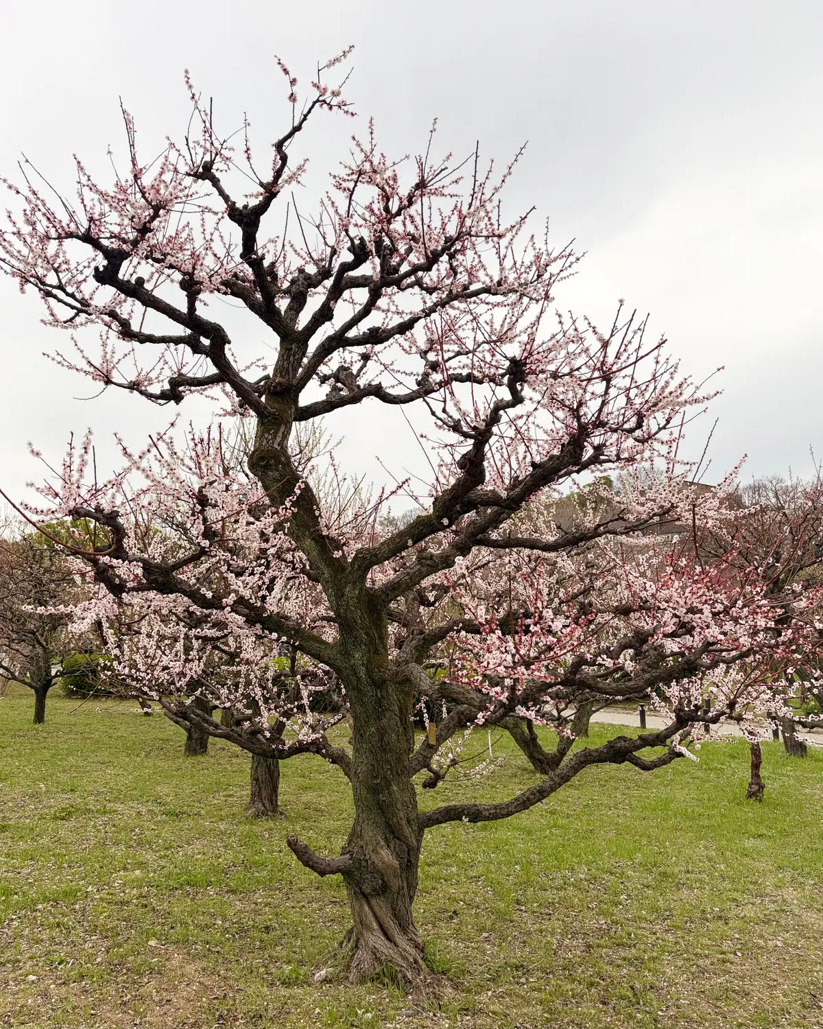 梅香る季節、ピンクのニットで春支度🌸の画像_6