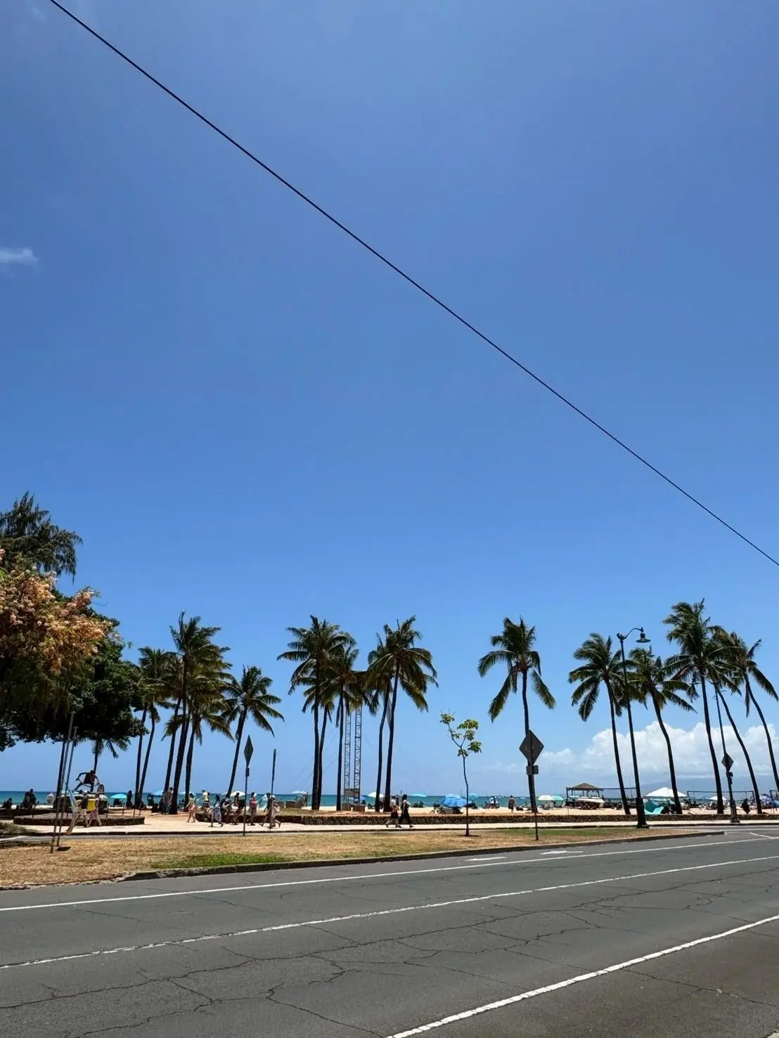 海岸沿いの道路を背景に、青い空の下、整列したヤシの木が並ぶ風景。道路には車線があり、手前には芝生と人々が憩うスペースがある。