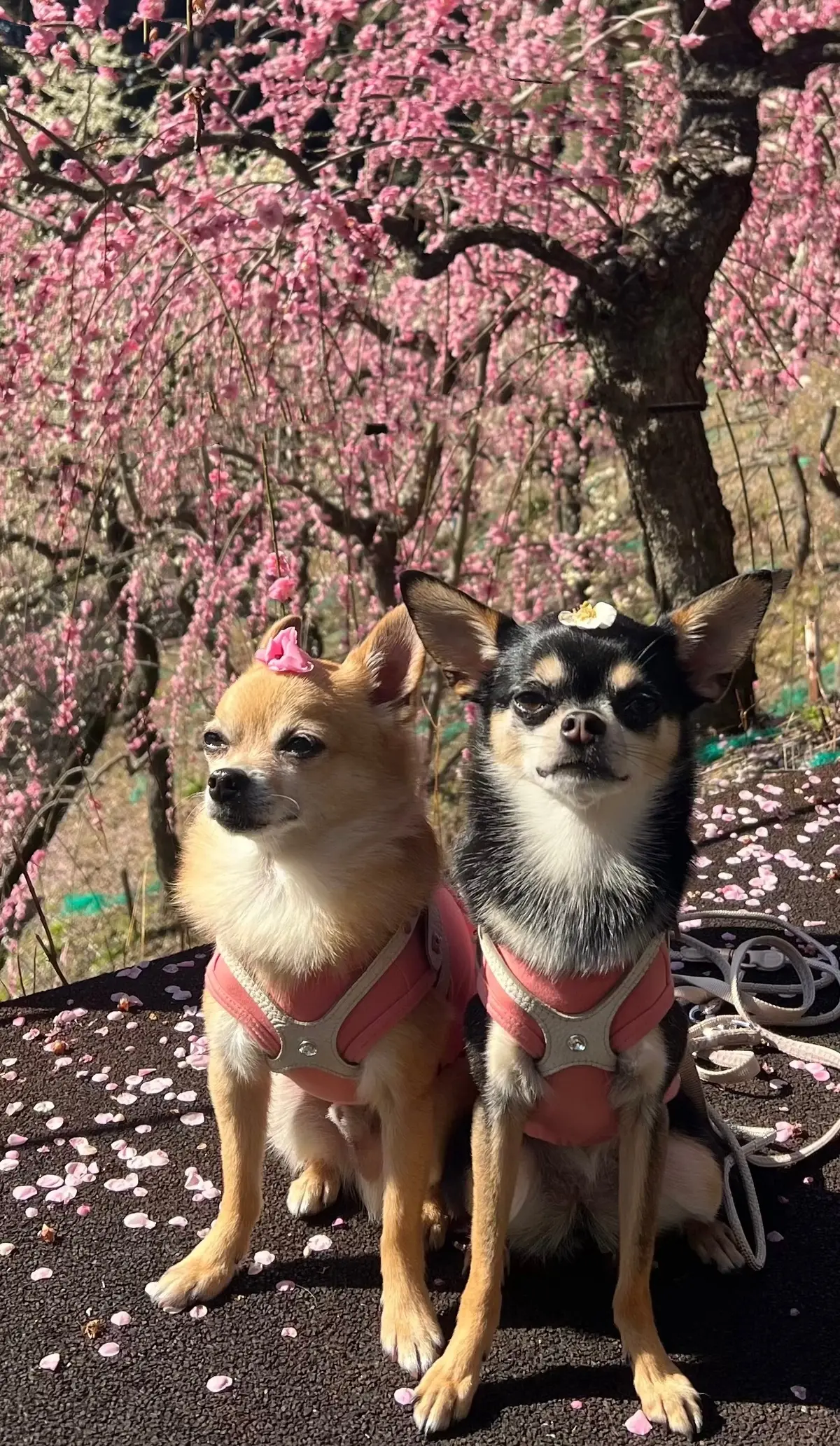 幸せ色の春！大縣神社「梅まつり」の画像_11