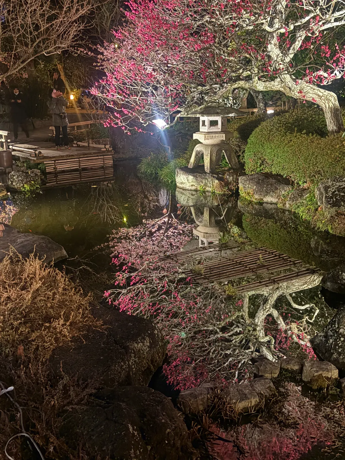 鎌倉　長谷寺の梅のライトアップの画像_7