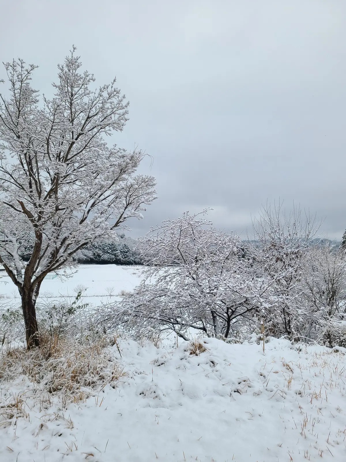 雪の里山暮しの画像_1