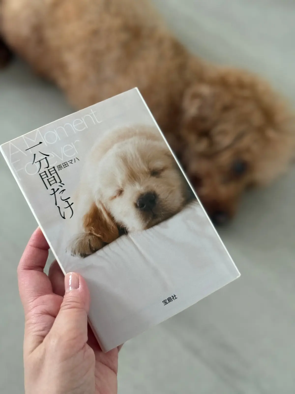 「一分間だけ」の本の表紙と背景に犬