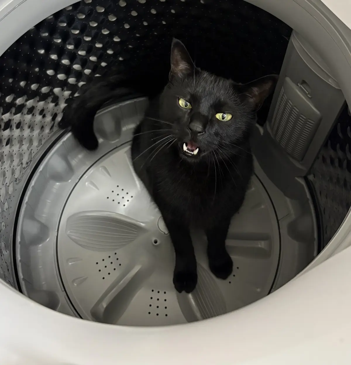 保護猫
