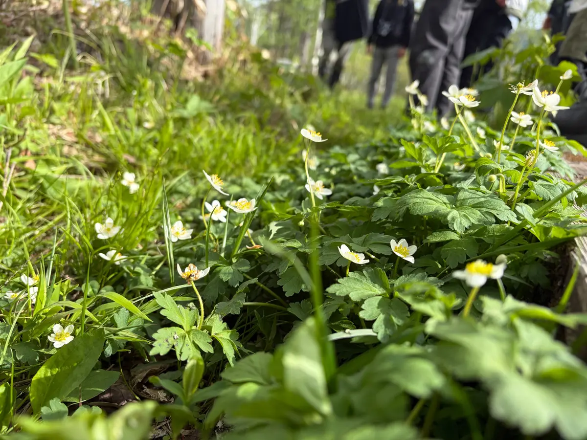 白い花と緑の葉が茂る森の地面、背景に人影がぼやけて見える