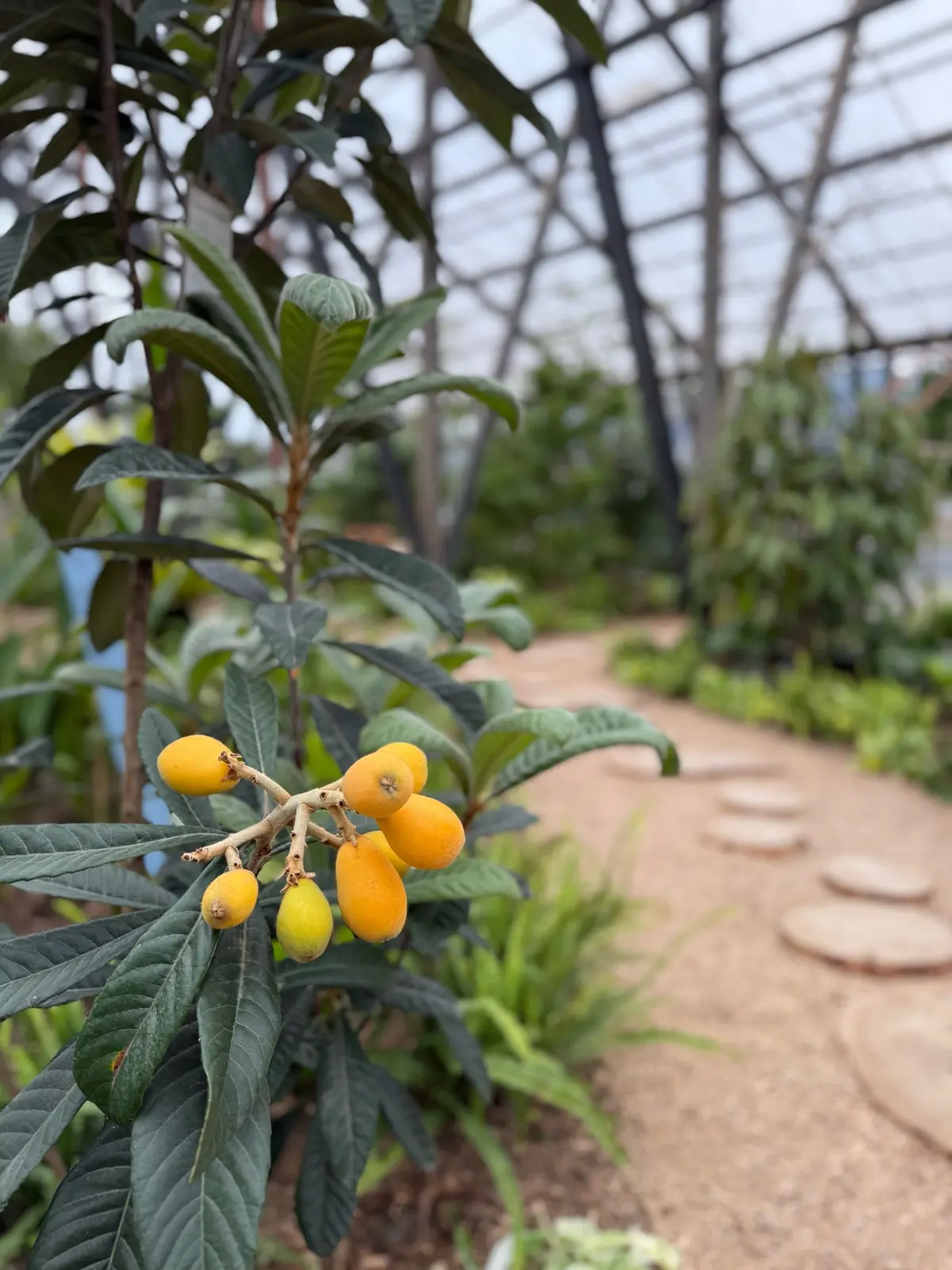 千葉県　大多喜ハーブガーデン　有用植物苑