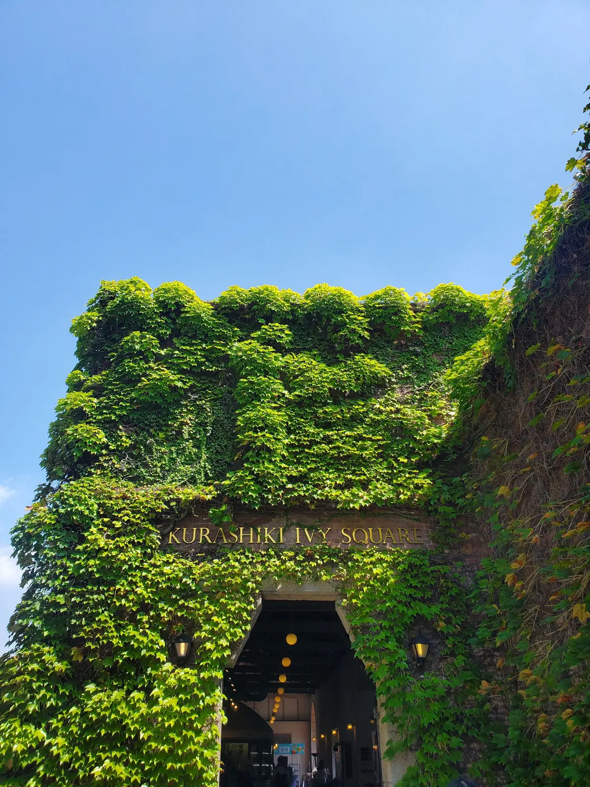 青空の下、緑のツタで覆われた建物。アーチ型の入口があり、「Kurashiki Ivy Square」の文字が金色で表示されている。入口内には照明が灯り、人々が見える。