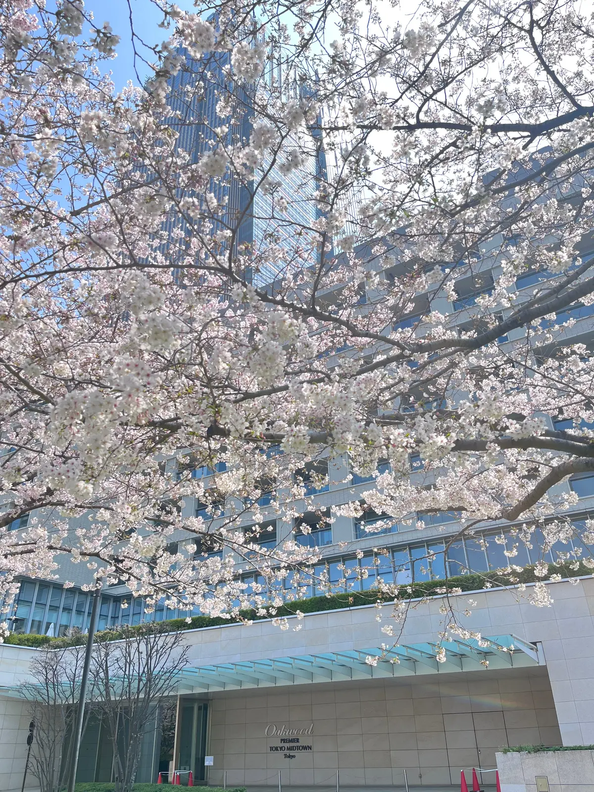 念願のお花見🌸🌸🌸の画像_2