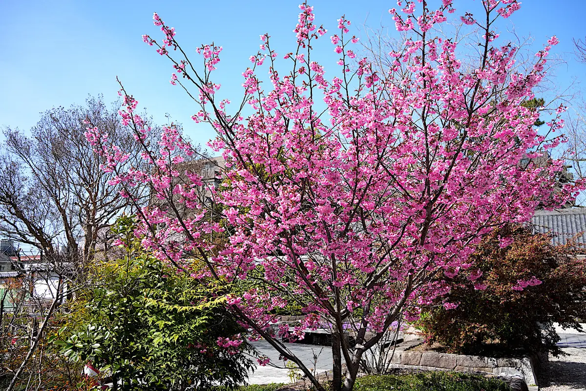 桜をめぐる、【ZARA】の春色レースキャの画像_8