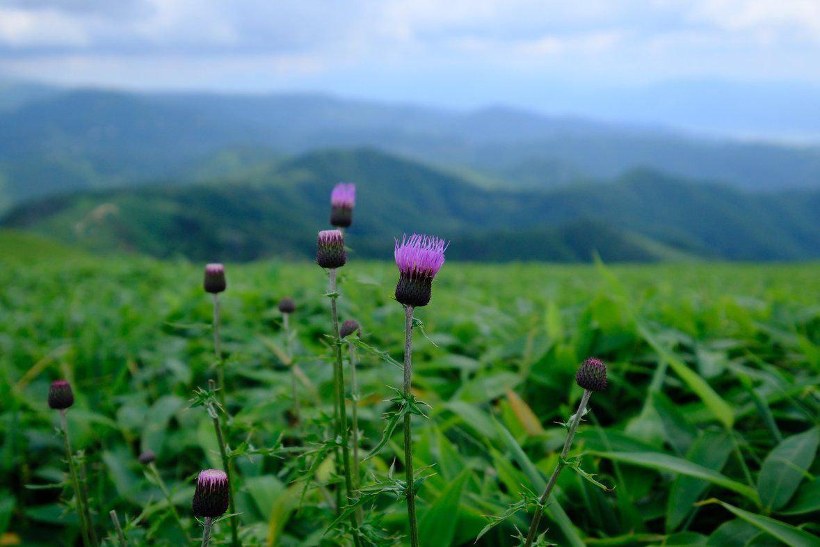 緑の草原に、紫色の薊（キワダ）の花が数本咲いている風景。背景には、なだらかな山々が連なり、霞がかかっている。