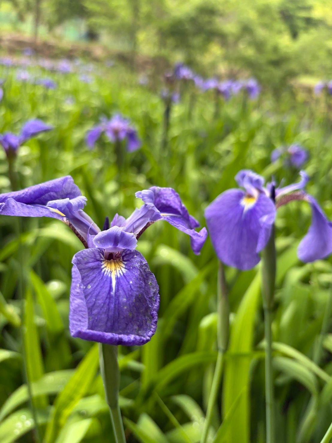 紫色のアイリスが緑の葉に囲まれ、鮮やかな花びらと黄色の中心部が特徴的に咲いている