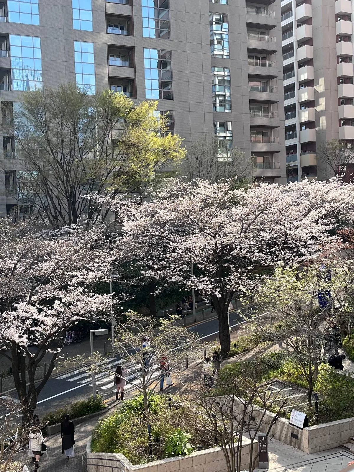 念願のお花見🌸🌸🌸の画像_19