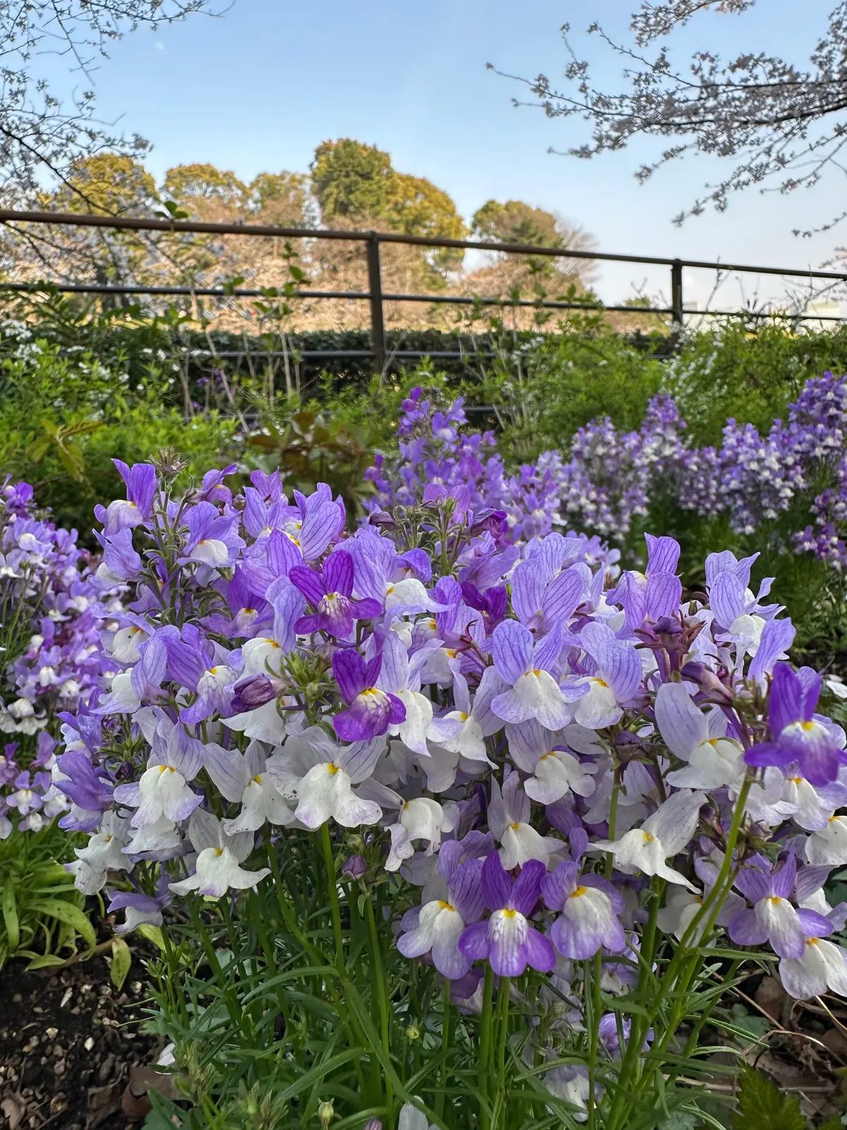 お花見　桜　九段下　千鳥ヶ淵　桜　2026　千代田のさくらまつり