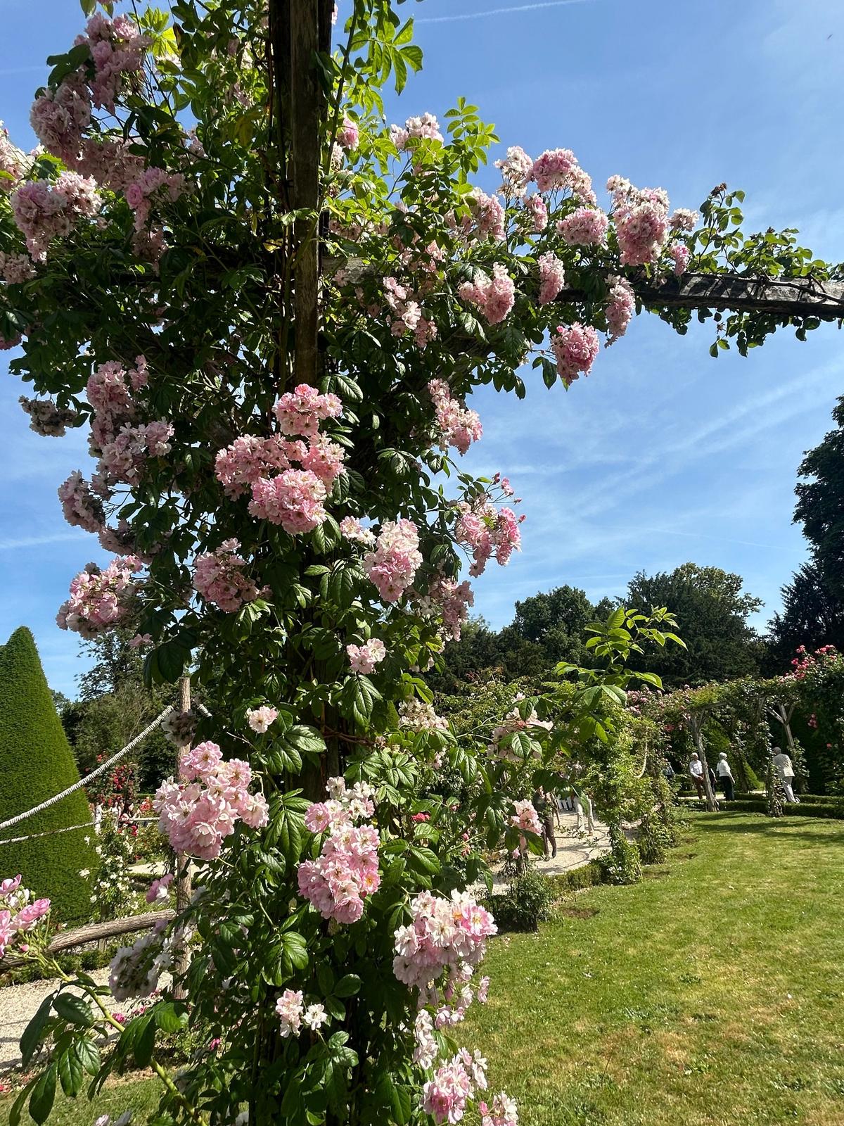 ピンクのローズが茂る庭園で、緑の芝生と木々が背景に広がる
