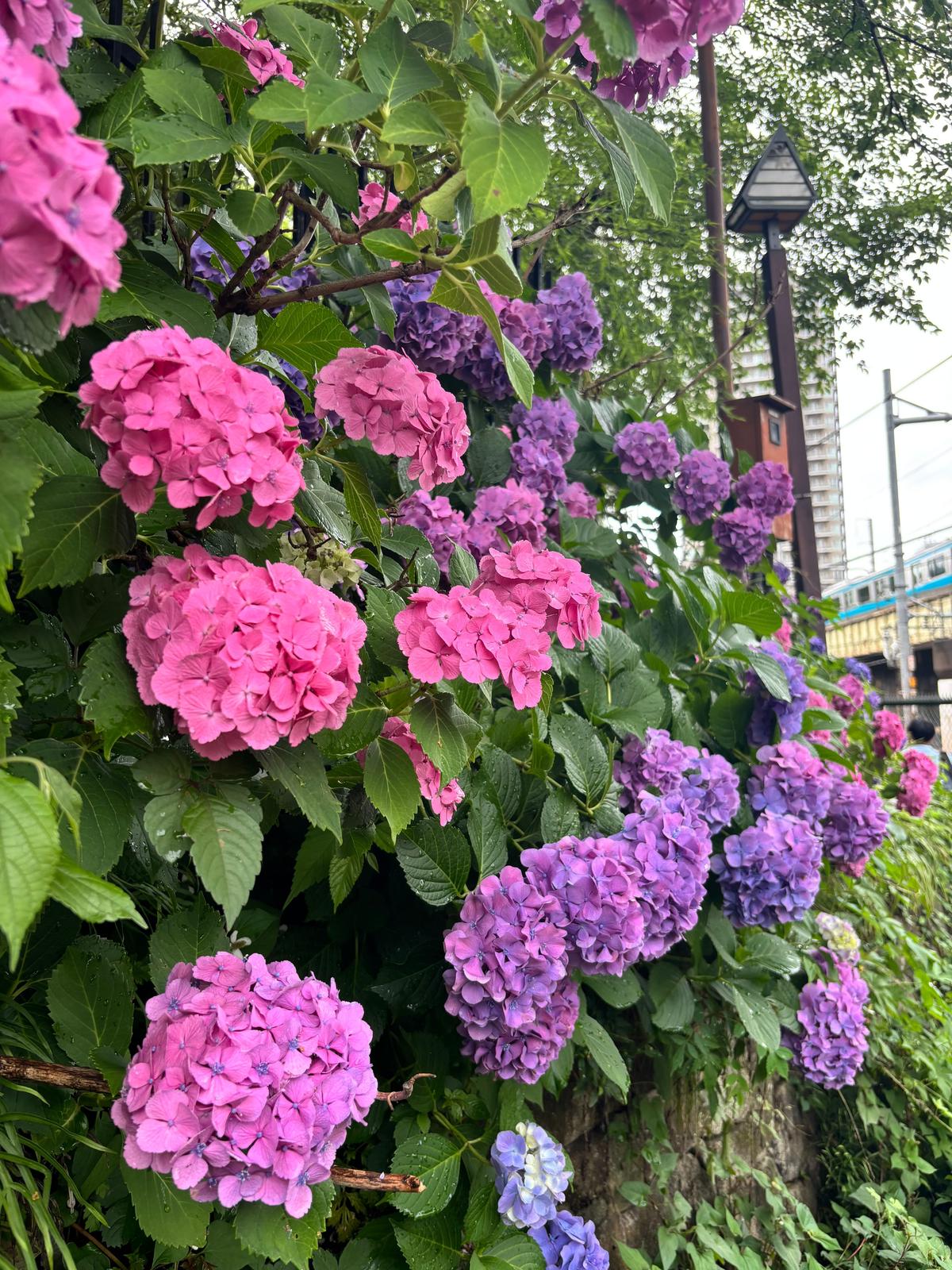飛鳥山公園へ。紫陽花が咲いている