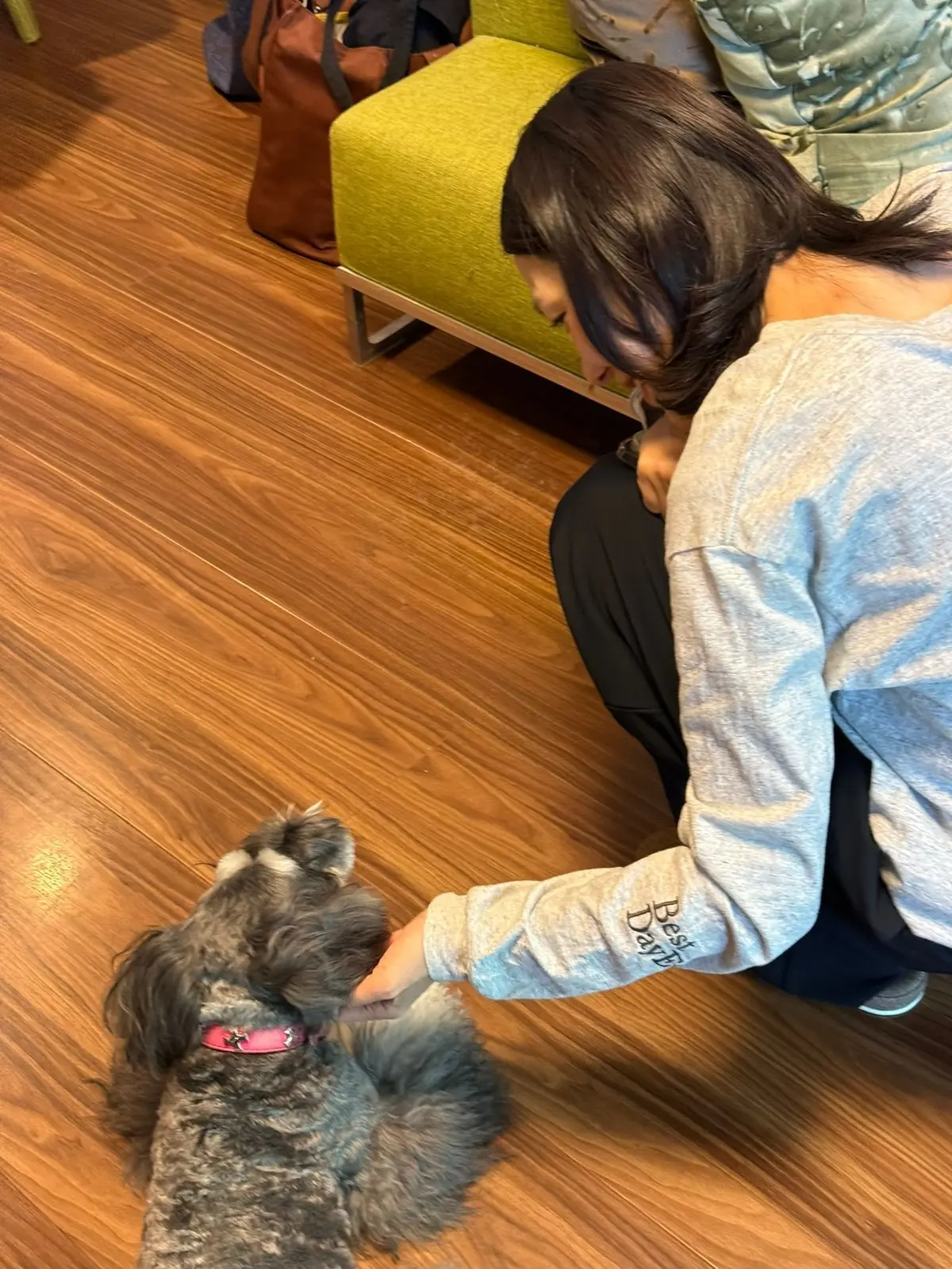 女性が木製の床の上で小型犬に手をかけて撫でている。犬はピンクの首輪を着用している。背景には緑のクッションと茶色の鞄がある。
