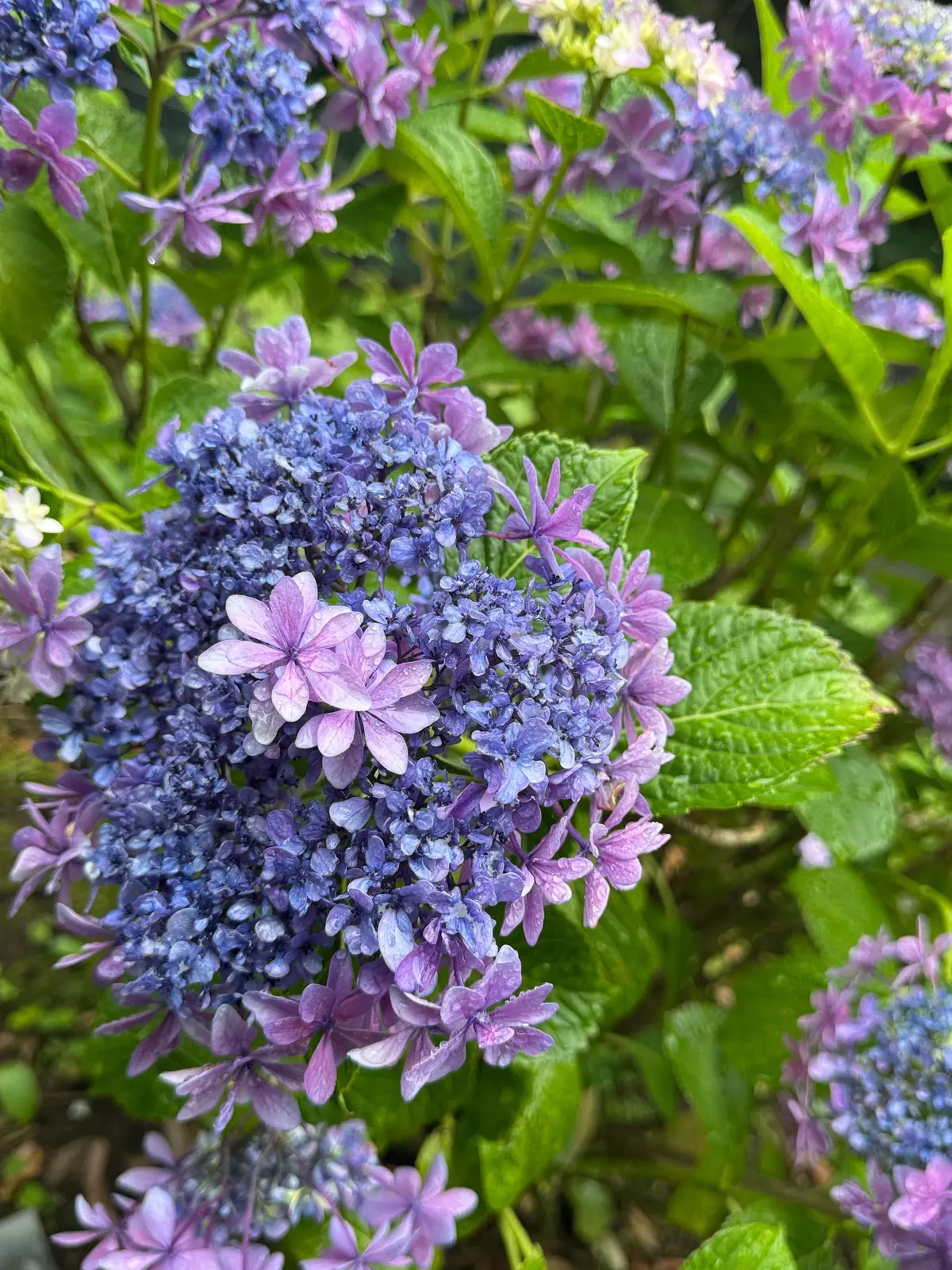 青紫色のヒドロコイドの花が密集して咲き、緑の葉が背景に広がる