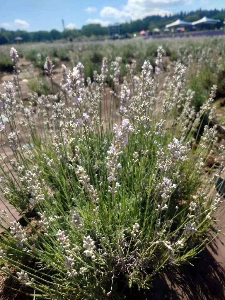 ラベンダーの花が密集して咲く畑に、薄紫がかった白い美郷雪華花が咲いている
